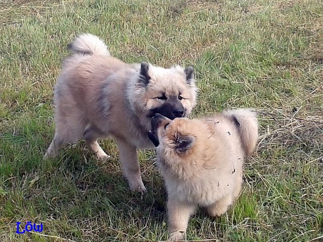 Lumi und Dwix - 16.6.2015 Lumi und Dwix - 16.6.2015
